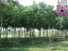 2020年欒樹(shù)多少錢(qián)一株
