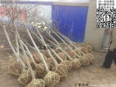 常用規(guī)格的白玉蘭樹(shù)多少錢(qián)？
