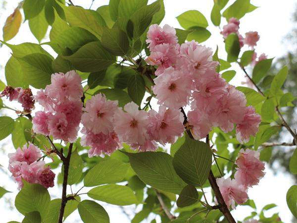 日本晚櫻圖片 日本晚櫻圖片