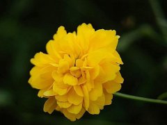 重瓣棣棠價格哪里便宜？產(chǎn)地在哪里？