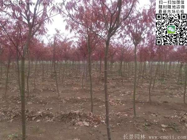 紅楓樹(shù) 紅楓樹(shù)
