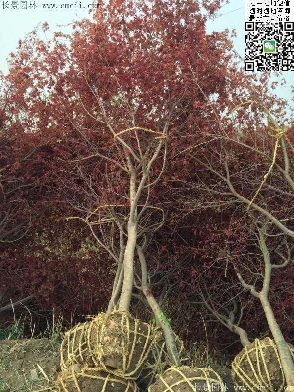 紅楓樹(shù) 紅楓樹(shù)