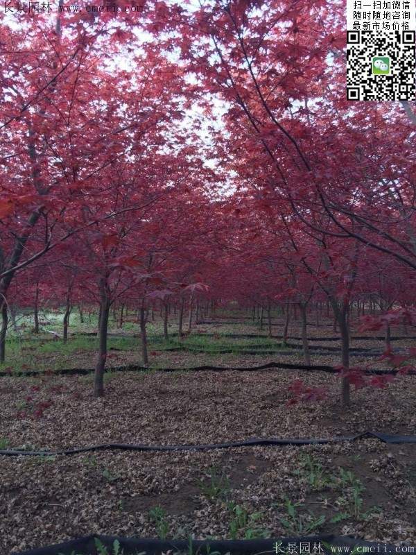 紅楓樹(shù) 紅楓樹(shù)