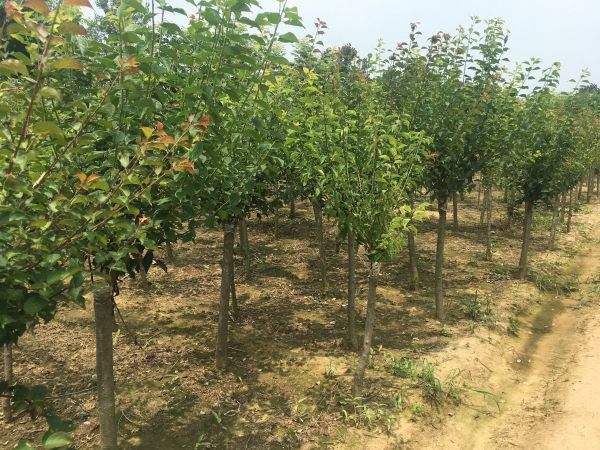 高端、大氣、上檔次的紅梅