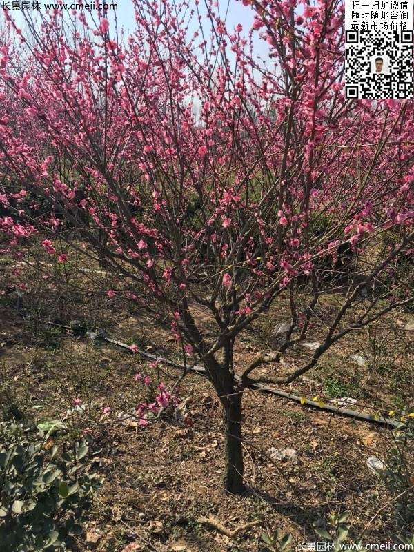 高端、大氣、上檔次的紅梅