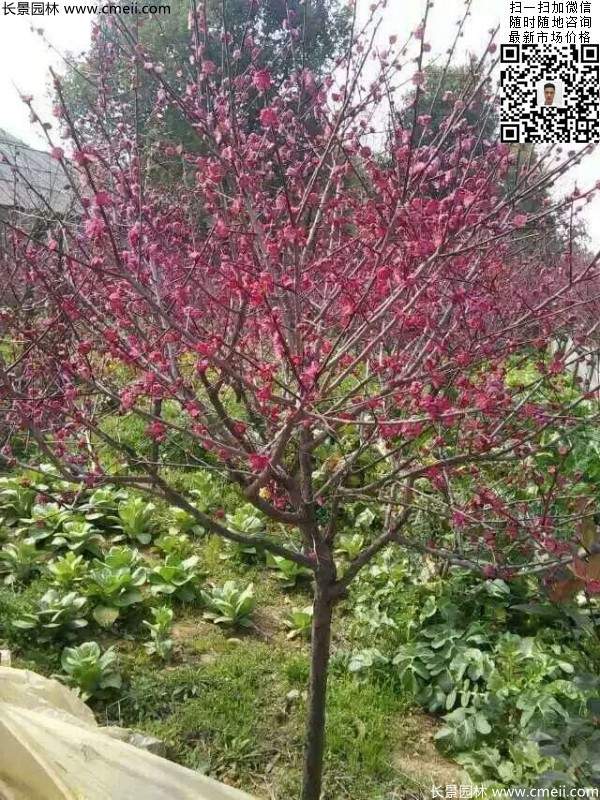 紅梅花 紅梅花