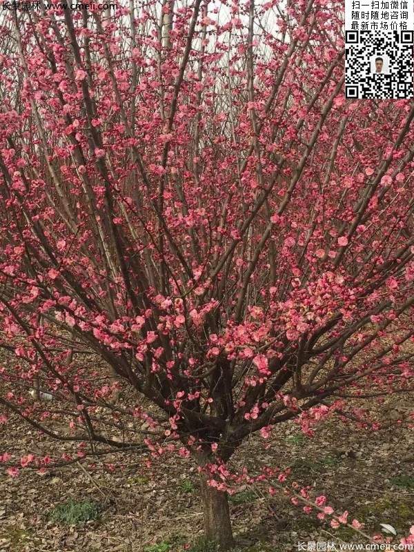 紅梅花 紅梅花