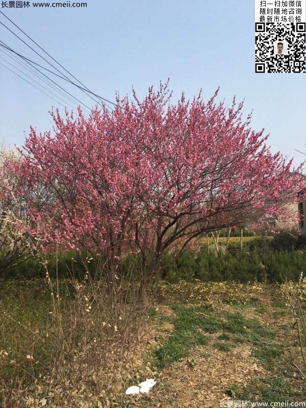 紅梅花 紅梅花