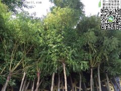 求購5、6、7、8公分的精品黃金槐，還是到沭陽，