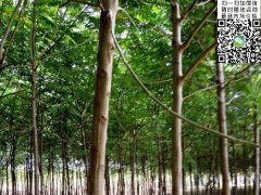 2020下半年最新苦楝樹苗價格多少錢一棵？
