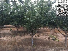 今年的櫻花樹苗多少錢一棵？