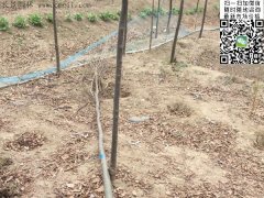 你還在為買櫸樹(shù)四處奔波嗎？那你就out了，告訴