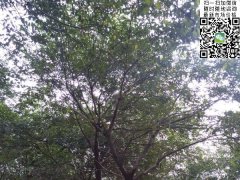 櫸樹(shù)不管是在綠化界，還是在建筑界都會(huì)令你刮