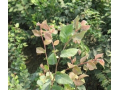 紅櫸與櫸樹(shù)有什么不同？