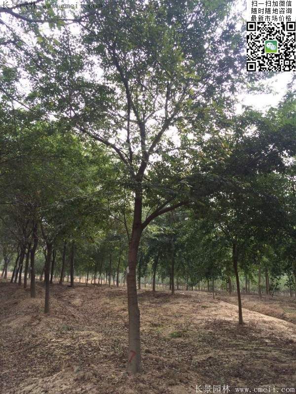 沭陽(yáng)櫸樹(shù)基地照 沭陽(yáng)櫸樹(shù)基地照