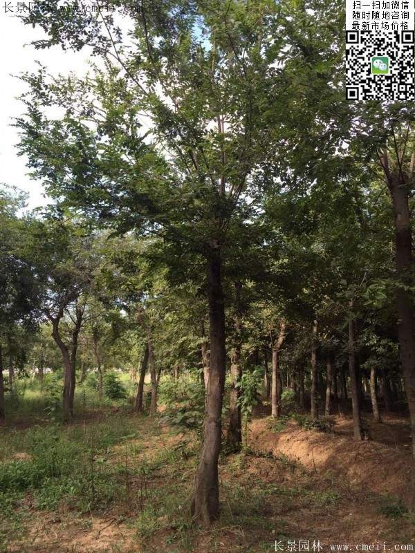 沭陽(yáng)櫸樹(shù)基地照 沭陽(yáng)櫸樹(shù)基地照