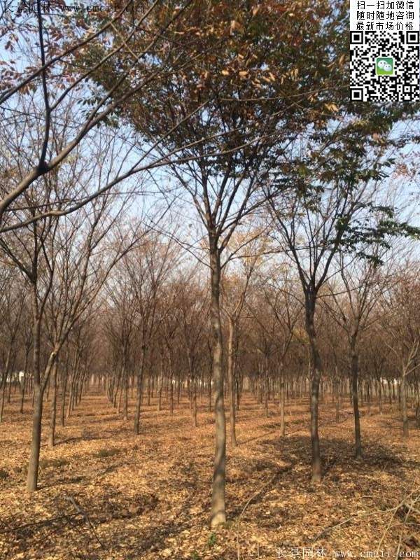 櫸樹(shù)前景 櫸樹(shù)前景