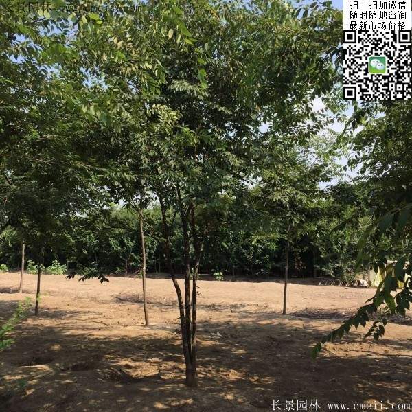 櫸樹(shù)前景 櫸樹(shù)前景