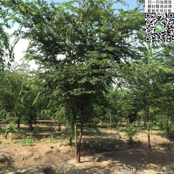 櫸樹(shù)前景 櫸樹(shù)前景
