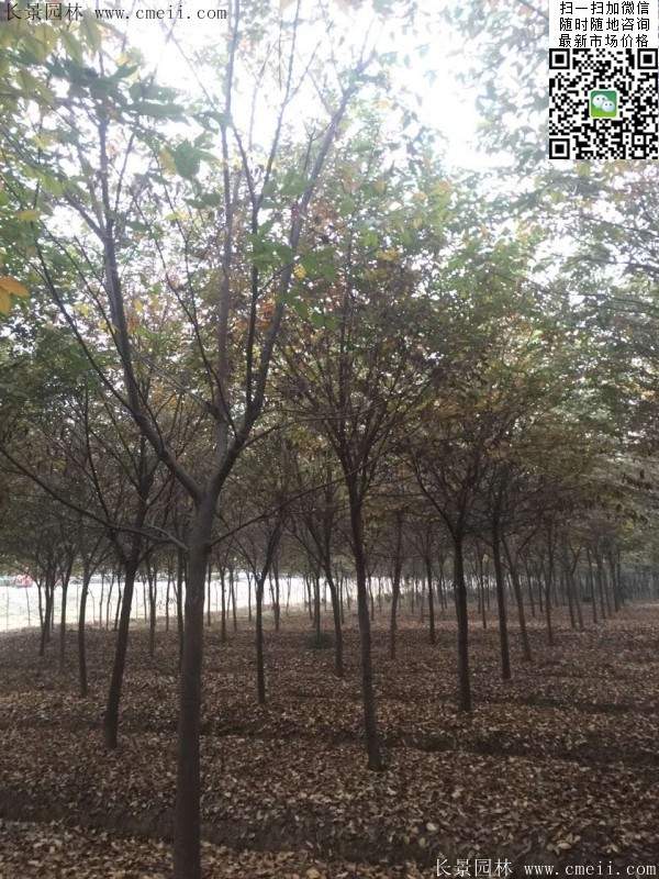 櫸樹(shù)前景 櫸樹(shù)前景