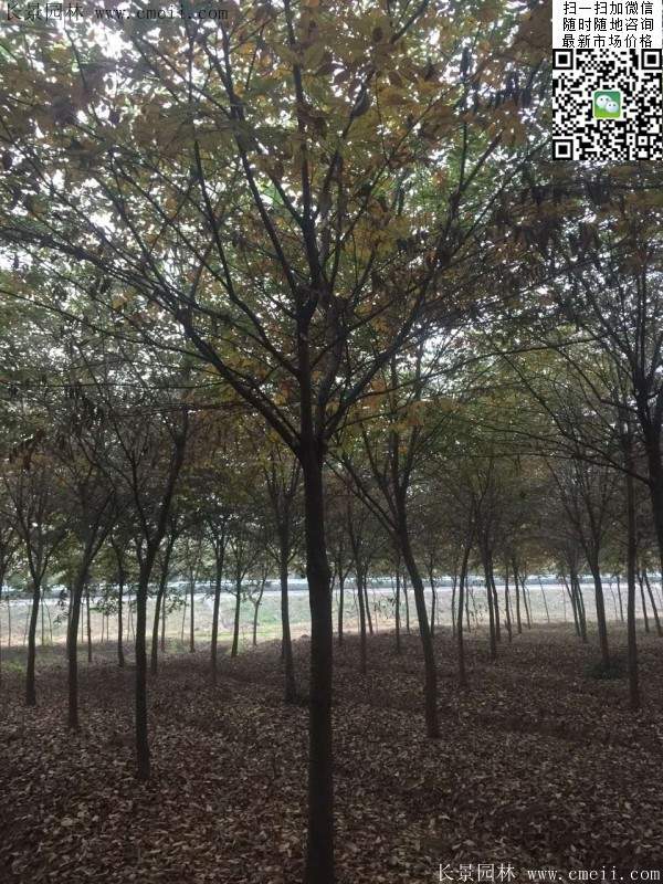 櫸樹(shù)前景 櫸樹(shù)前景
