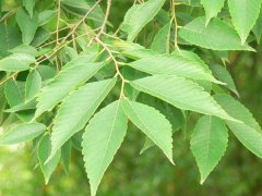 專家提醒：櫸樹(shù)和樸樹(shù)不是同一種樹(shù)嗎？