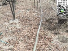 專家告訴你，為什么5公分櫸樹(shù)在園林界最暢銷