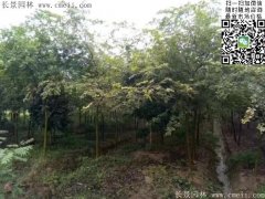 珍貴的紅櫸樹(shù)在我這，只珍不貴！