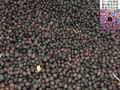 2020下半年最新欒樹(shù)籽多少錢(qián)一斤？