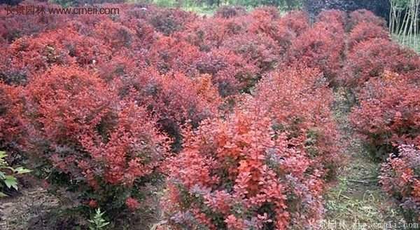 沭陽(yáng)紅葉小檗 沭陽(yáng)紅葉小檗
