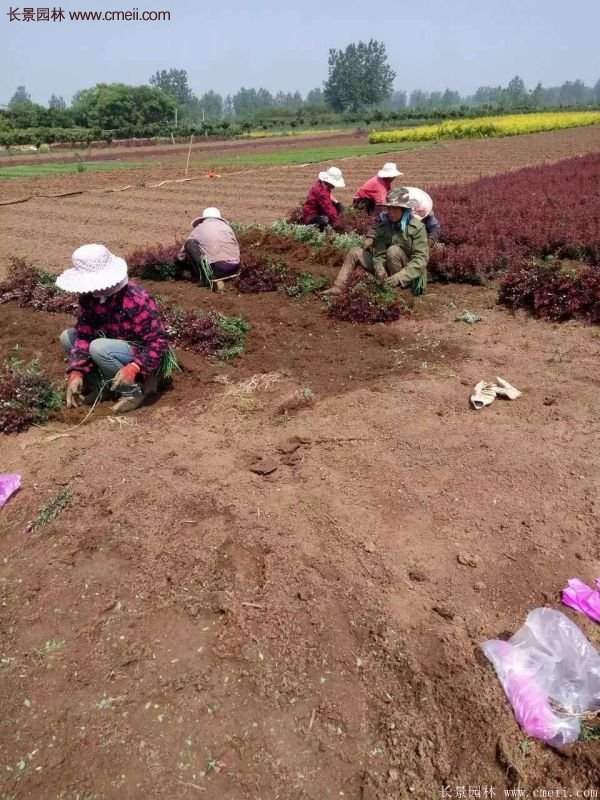 沭陽(yáng)紅葉小檗 沭陽(yáng)紅葉小檗