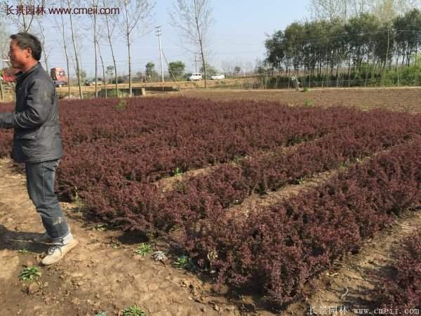 沭陽(yáng)紅葉小檗價(jià)格 沭陽(yáng)紅葉小檗價(jià)格