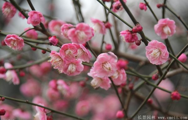 紅梅苗木-沭陽(yáng)長(zhǎng)景園林 紅梅苗木-沭陽(yáng)長(zhǎng)景園林