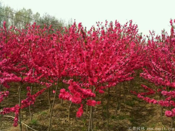 紅梅苗木-沭陽(yáng)長(zhǎng)景園林 紅梅苗木-沭陽(yáng)長(zhǎng)景園林