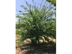 正宗紅花木槿，1~8公分規(guī)格齊全，分枝多冠幅大