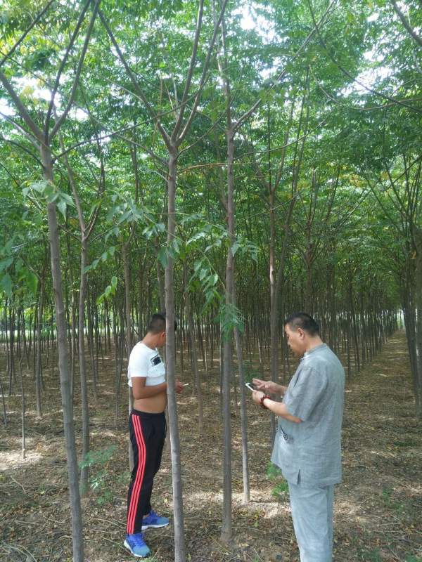 苦楝樹圖片苦楝樹基地實拍 苦楝樹圖片苦楝樹基地實拍