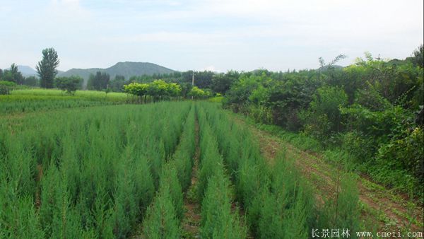 刺柏圖片刺柏基地實(shí)拍 刺柏圖片刺柏基地實(shí)拍
