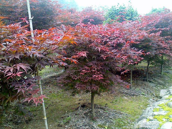 紅楓圖片基地實(shí)拍 紅楓圖片基地實(shí)拍