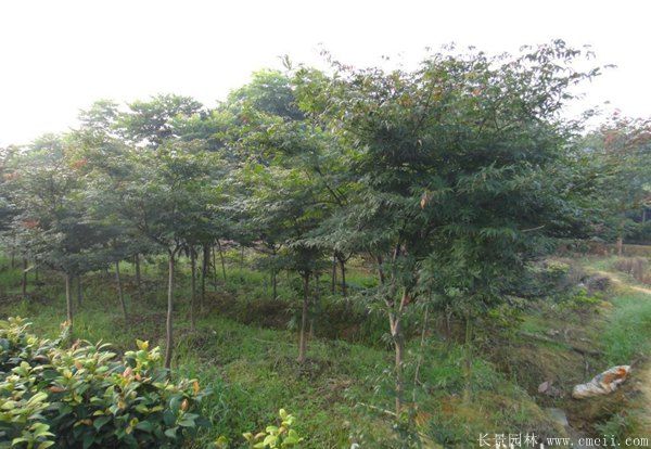 紅楓圖片基地實(shí)拍 紅楓圖片基地實(shí)拍