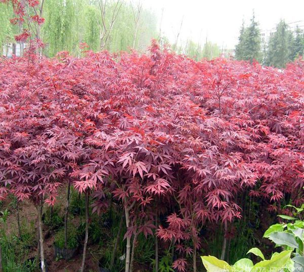 紅楓圖片基地實(shí)拍 紅楓圖片基地實(shí)拍