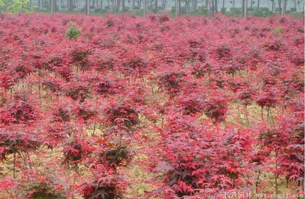 紅楓圖片基地實(shí)拍 紅楓圖片基地實(shí)拍