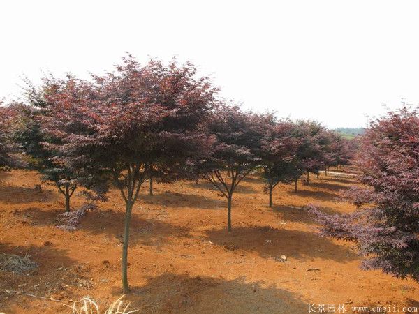 紅楓圖片基地實(shí)拍 紅楓圖片基地實(shí)拍