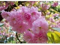 甘肅櫻花價(jià)格便宜嗎？