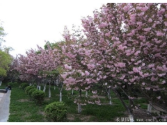 胸徑6公分櫻花哪里有賣的？