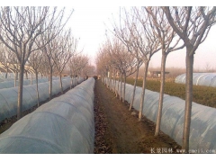 櫻花多少錢一棵？