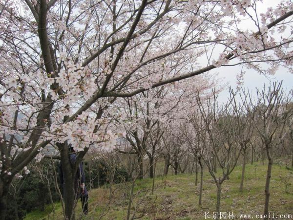 櫻花樹圖片基地實拍 櫻花樹圖片基地實拍