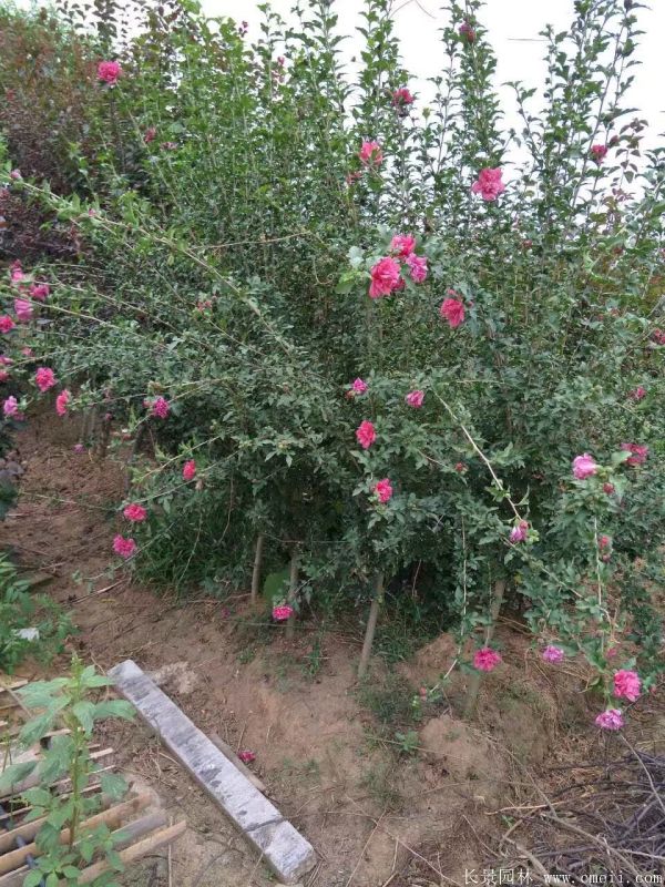 重瓣大花木槿樹(shù)圖片基地實(shí)拍 重瓣大花木槿樹(shù)圖片基地實(shí)拍