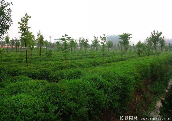 小葉女貞圖片基地實(shí)拍 小葉女貞圖片基地實(shí)拍