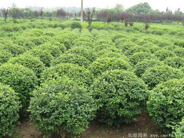小葉女貞圖片基地實(shí)拍 小葉女貞圖片基地實(shí)拍