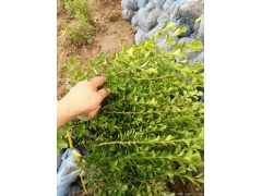 30公分40公分50公分小葉黃楊價格多少錢一棵？